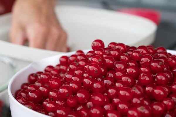 Рецепт домашнего вина из красной смородины